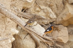 Phoenicurus moussieri