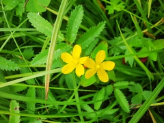 Hypericum kamtschaticum