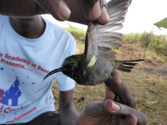 Cyanomitra verticalis