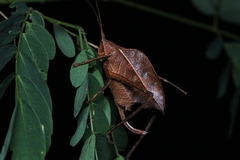 Ommatoptera