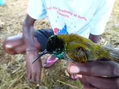 Cyanomitra verticalis