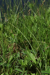 Carex diandra