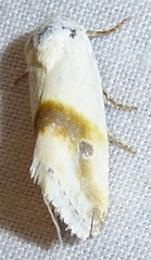Ponometia virginalis