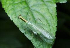 Chloromiopteryx