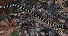 Oxyrhopus clathratus