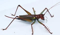 Listroscelis itatiaia