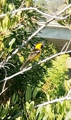 Icterus cucullatus