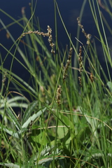 Carex diandra