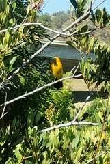 Icterus cucullatus