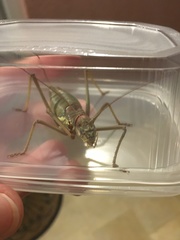 Ephippiger discoidalis