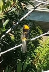 Icterus cucullatus