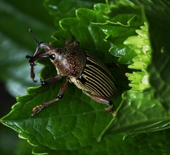 Cholus parallelogrammus