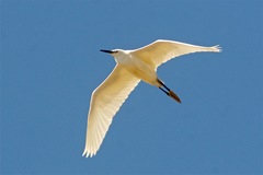 Egretta garzetta