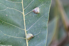 Phylloxera notabilis