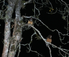 Pulsatrix koeniswaldiana