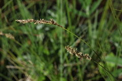 Carex diandra