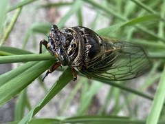 Cryptotympana facialis