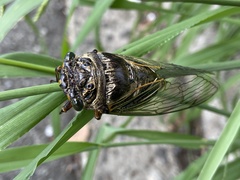 Cryptotympana facialis