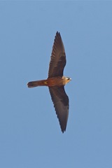 Falco eleonorae