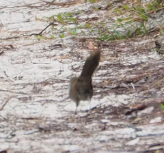 Dasyornis brachypterus