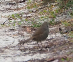 Dasyornis brachypterus