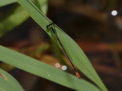 Agriocnemis minima