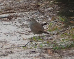 Dasyornis brachypterus