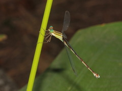Orolestes octomaculatus