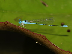Pseudagrion australasiae