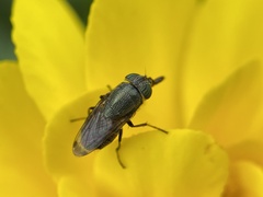 Stomorhina