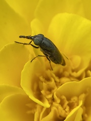Stomorhina