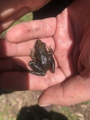 Lithobates montezumae