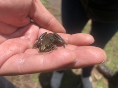 Lithobates montezumae