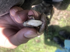 Lithobates montezumae