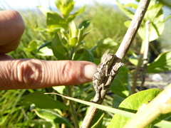 Chamaeleonidae