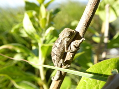 Chamaeleonidae