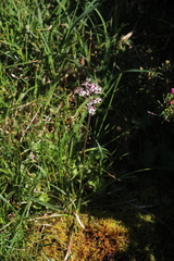 Micranthes nelsoniana