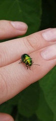 Chrysolina herbacea