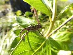 Chamaeleonidae