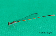 Aciagrion pallidum