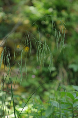 Bromus ramosus