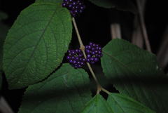 Callicarpa pedunculata