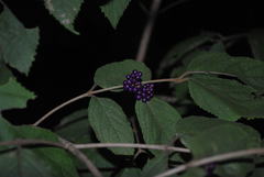 Callicarpa pedunculata