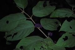 Callicarpa pedunculata