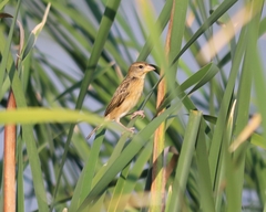 Ploceus manyar
