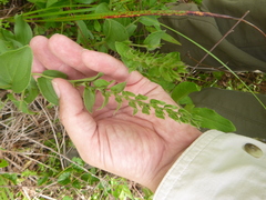Lithospermum virginianum