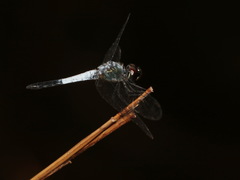 Brachydiplax farinosa