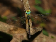 Heliaeschna uninervulata
