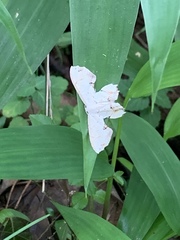 Calledapteryx dryopterata