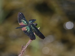 Rhyothemis plutonia